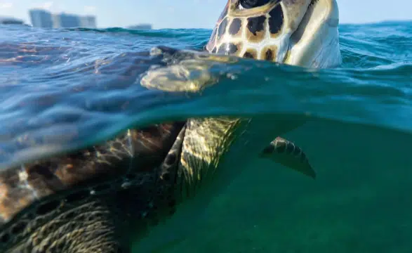 110 Milyon Yıldır Hayattaydılar… İnsanlık Bitiriyor