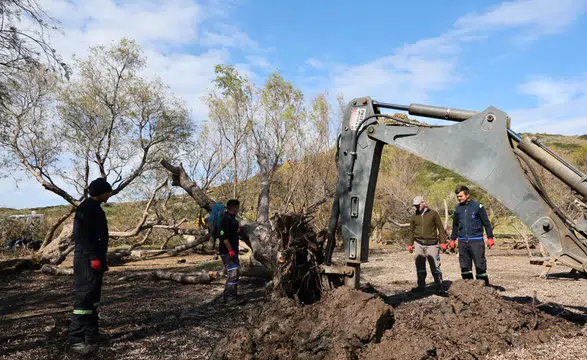Kabakum ve Küdür’de Devrilen Ağaçlar Tekniğine Uygun Şekilde Yeniden Toprakla Buluştu