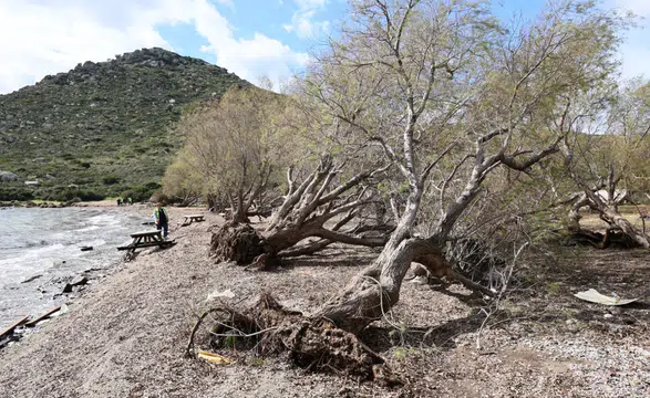 Bodrum Belediyesi Fırtınanın İzlerini Doğada Siliyor