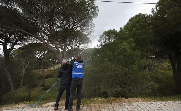 Muğla'da Çam Kozalağı Zararlısına Doğal İlaç ve Destek Programı Başlatıldı
