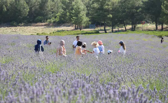 Büyükşehir’in Koku Vadisi’nde Lavanta Hasadı Başlıyor