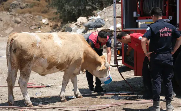 Yangın Sahasında Yürek Isıtan An: İtfaiyeden İneklere Temiz Su