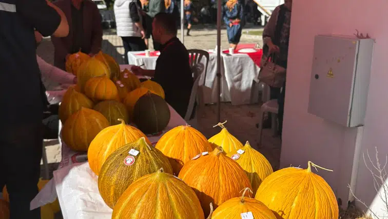 Tat, Koku, Şekil... Muğla’da En Güzel Kavun Belli Oldu