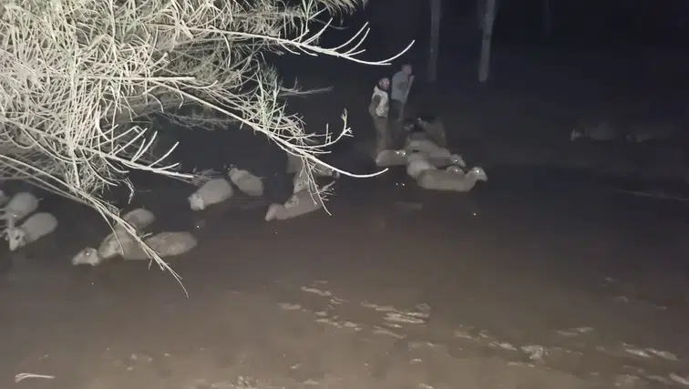 Dakikalarla Yarışıldı! Çamura Saplanan Koyunlar İçin Nefes Kesen Operasyon