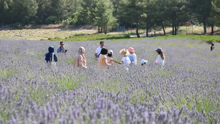 Büyükşehir’in Koku Vadisi’nde Lavanta Hasadı Başlıyor