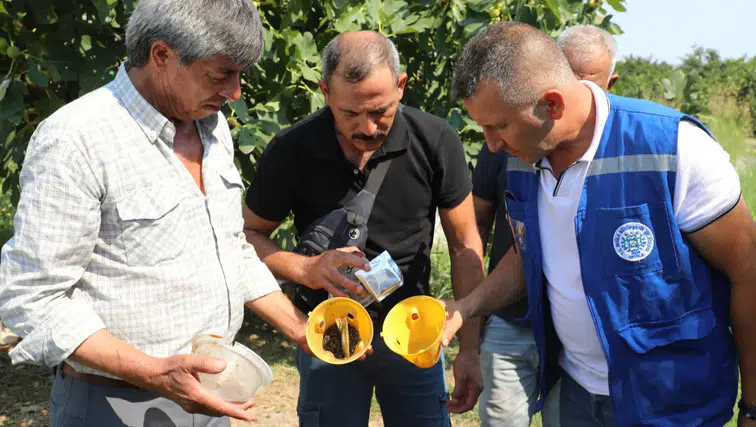 Ürün Kaybına Karşı Muğla’da Yeni Hamle! Feromon Tuzakları Devrede