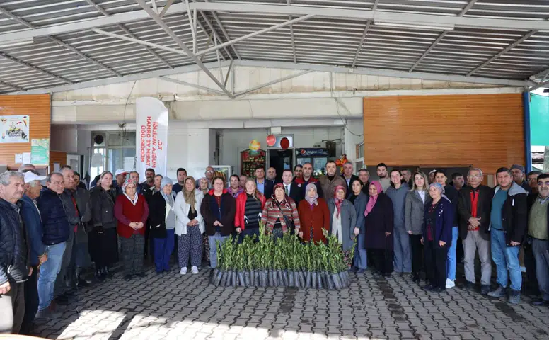 Ula’da Üreticiye Defne Desteği: 31 Bin Fidan Toprakla Buluştu