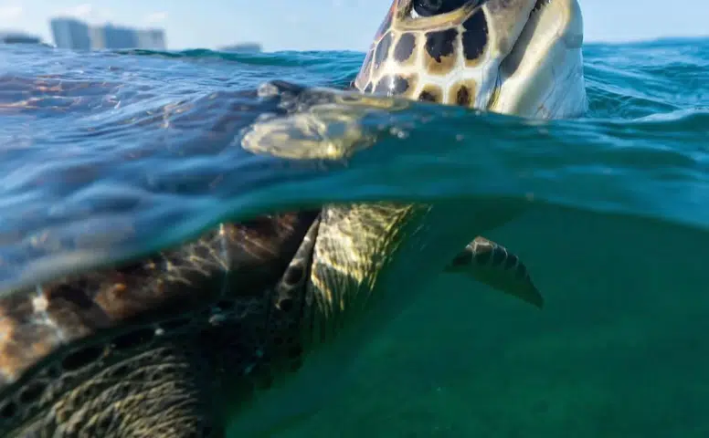 110 Milyon Yıldır Hayattaydılar… İnsanlık Bitiriyor