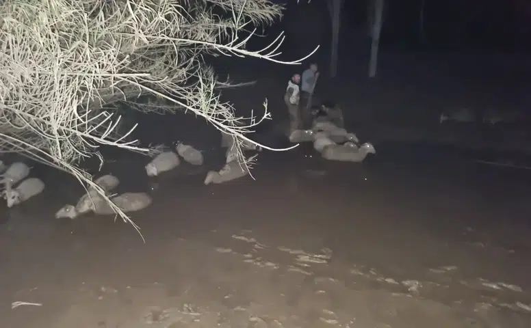 Dakikalarla Yarışıldı! Çamura Saplanan Koyunlar İçin Nefes Kesen Operasyon