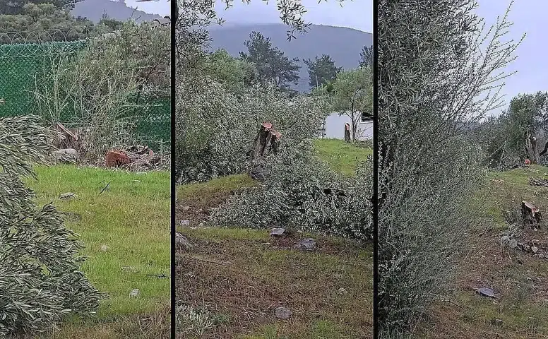 Milas’ta Zeytin Skandalı: İlçe Başkanı İstifa Etti, Damat da Görevden Alındı