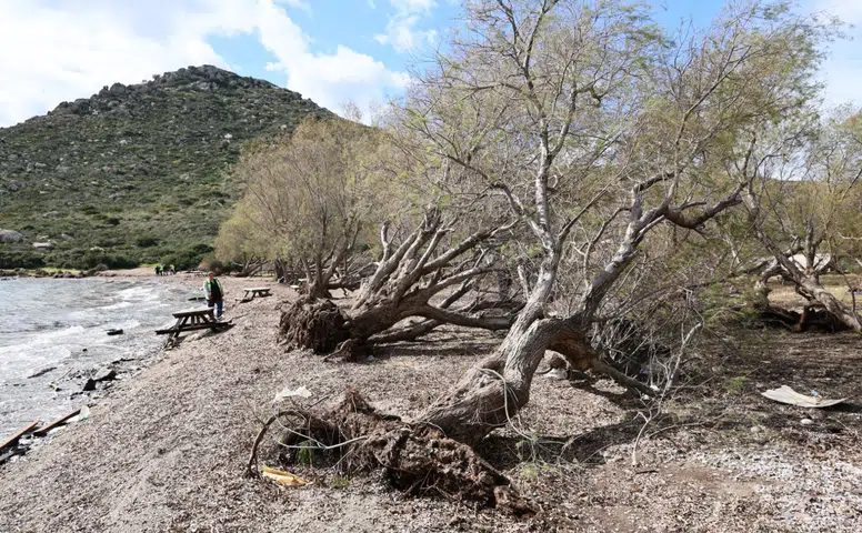 Bodrum Belediyesi Fırtınanın İzlerini Doğada Siliyor