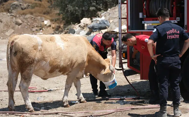 Yangın Sahasında Yürek Isıtan An: İtfaiyeden İneklere Temiz Su
