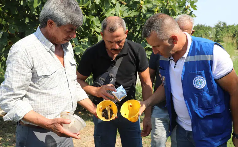 Ürün Kaybına Karşı Muğla’da Yeni Hamle! Feromon Tuzakları Devrede